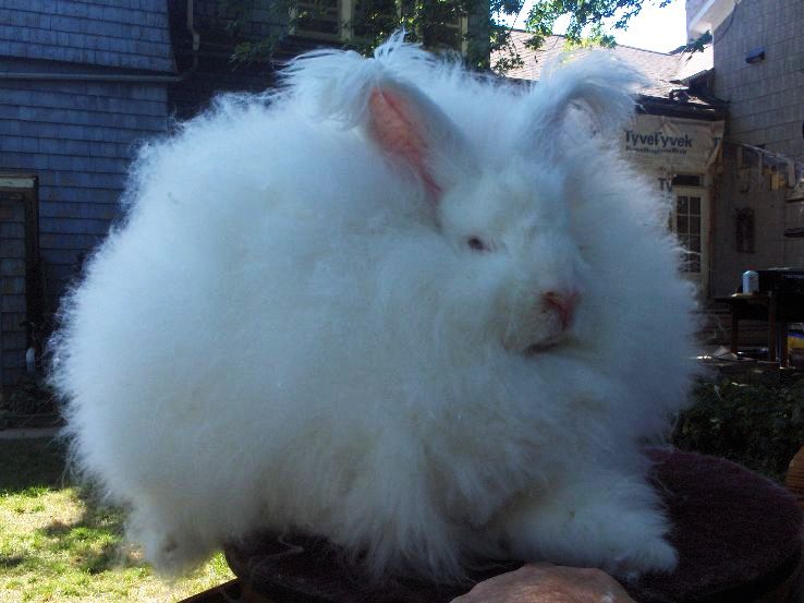 Angora rabbit
